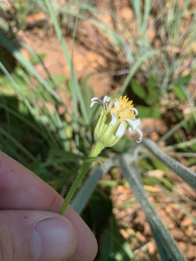 Afroaster peglerae, photographed by Matthew Fainman