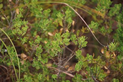 Psoralea albidula, photographed by Tony Rebelo