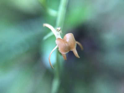 Liparis bootanensis, photographed by 黃美滿