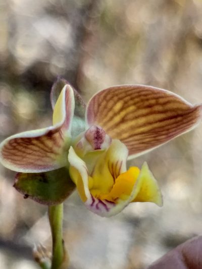 Eulophia tuberculata, photographed by kevin koen