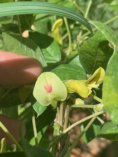 Macrotyloma axillare, photographed by Matthew Fainman