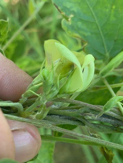 Macrotyloma axillare, photographed by Matthew Fainman