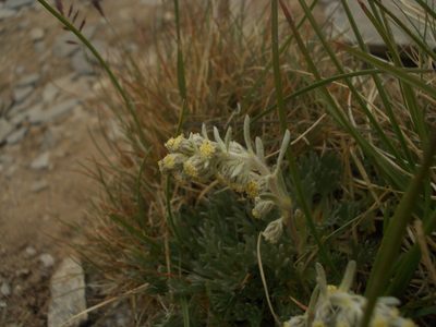Artemisia umbelliformis, photographed by Dmitriy Bochkov