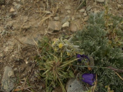 Artemisia umbelliformis, photographed by Dmitriy Bochkov