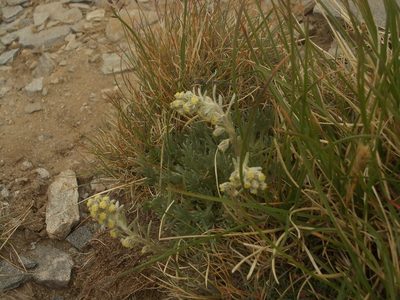 Artemisia umbelliformis, photographed by Dmitriy Bochkov