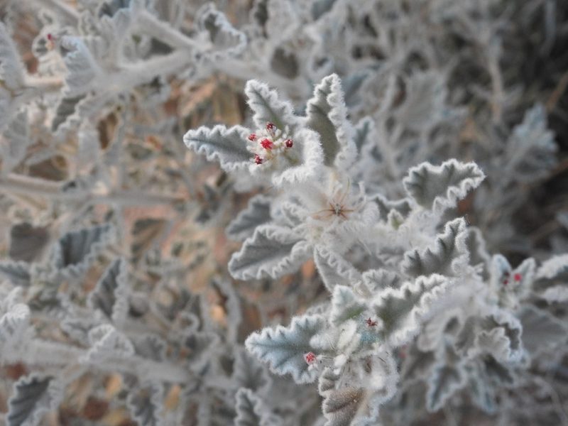 Chrozophora brocchiana, photographed by Karim Haddad
