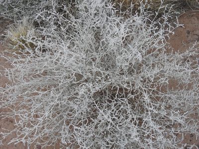 Chrozophora brocchiana, photographed by Karim Haddad