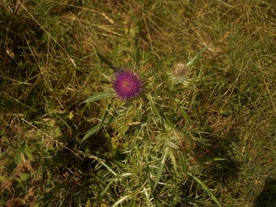 Cirsium ligulare, photographed by Dmitriy Bochkov