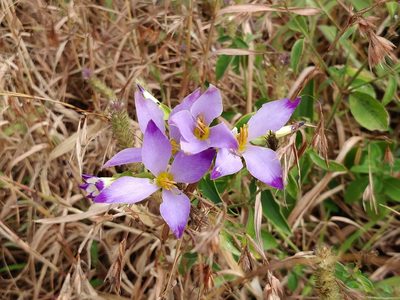 Exacum tetragonum, photographed by Suhel Quader