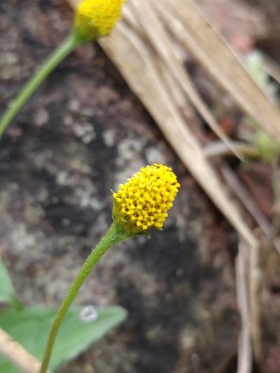 Acmella paniculata, photographed by Suhel Quader
