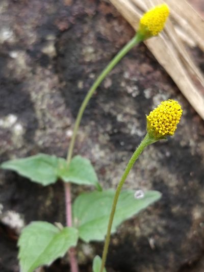 Acmella paniculata, photographed by Suhel Quader