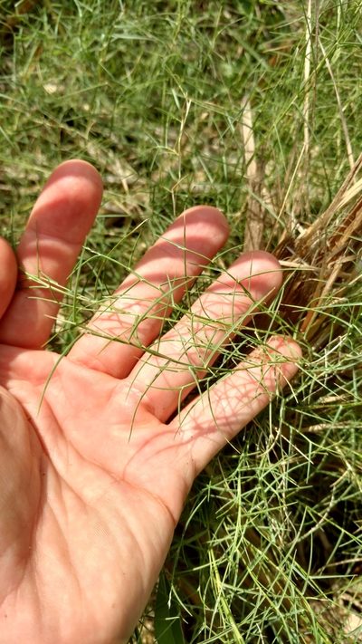 Muhlenbergia utilis, photographed by Cleveland Powell
