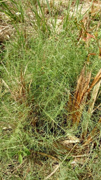 Muhlenbergia utilis, photographed by Cleveland Powell