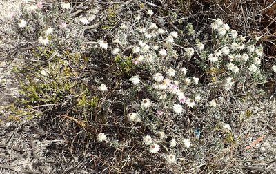 Achyranthemum recurvatum, photographed by Nicola van Berkel
