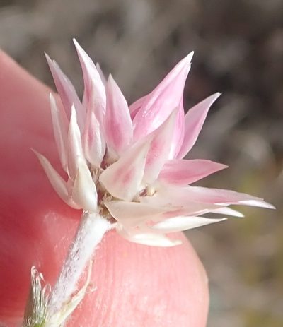 Achyranthemum recurvatum, photographed by Nicola van Berkel