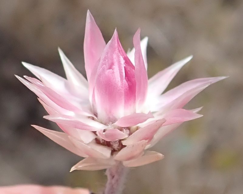 Achyranthemum recurvatum, photographed by Nicola van Berkel