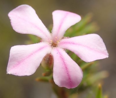 Acmadenia obtusata, photographed by Nicola van Berkel