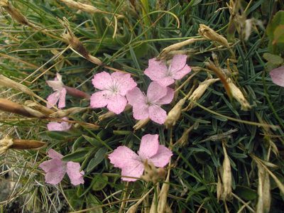 Dianthus microlepis, photographed by Dmitriy Bochkov