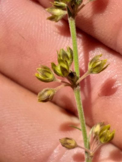 Aspidoglossum gracile, photographed by kevin koen