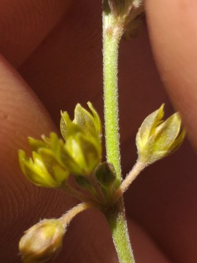 Aspidoglossum gracile, photographed by kevin koen