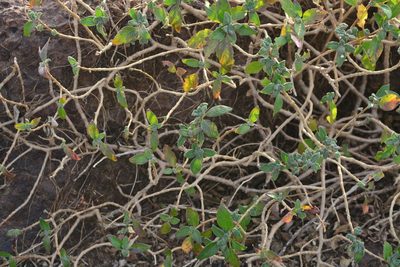 Strobilanthes scrobiculata, photographed by S.MORE