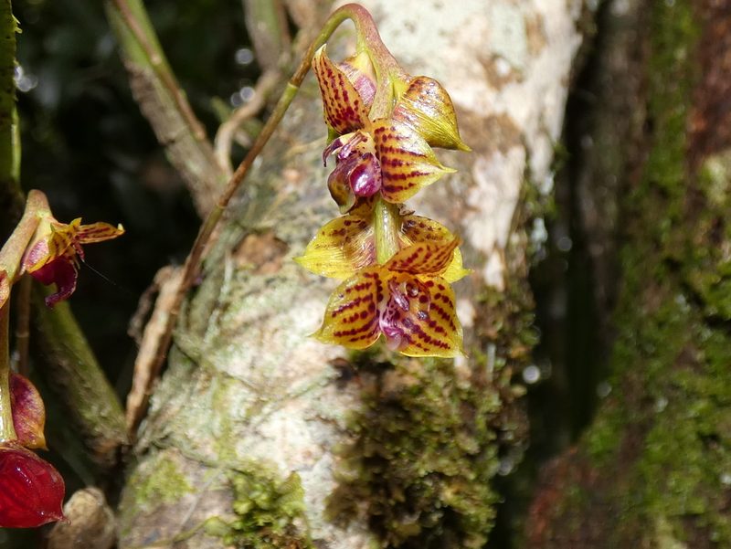 Bulbophyllum francoisii, photographed by Kai Squires