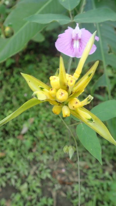 Heliconia hirsuta, photographed by anbalemans