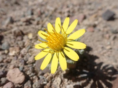 Trichocline caulescens, photographed by Nolan Exe