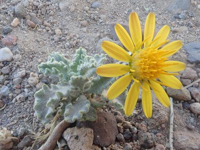 Trichocline caulescens, photographed by Nolan Exe