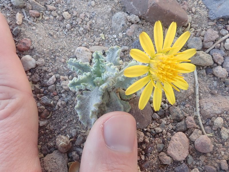 Trichocline caulescens, photographed by Nolan Exe