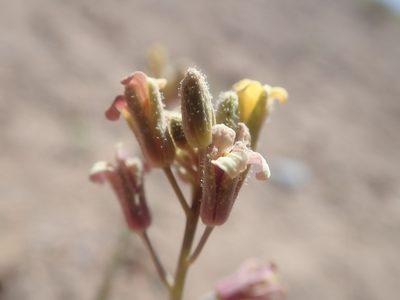 Neuontobotrys tarapacanus, photographed by Nolan Exe