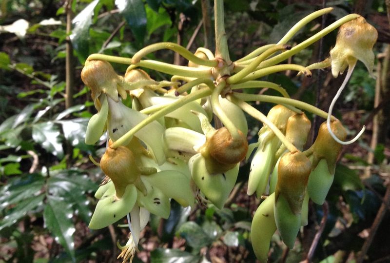 Mucuna monticola, photographed by Lena Struwe