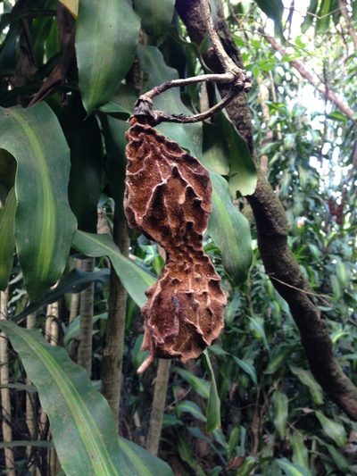 Mucuna monticola, photographed by Lena Struwe