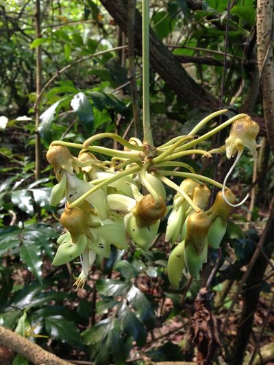 Mucuna monticola, photographed by Lena Struwe