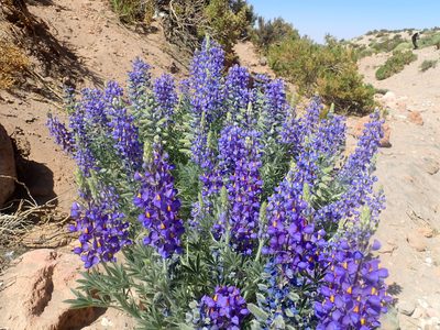 Lupinus oreophilus, photographed by Nolan Exe
