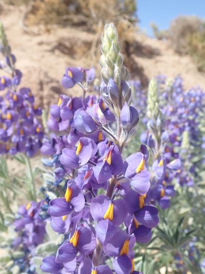 Lupinus oreophilus, photographed by Nolan Exe