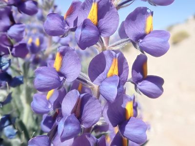 Lupinus oreophilus, photographed by Nolan Exe