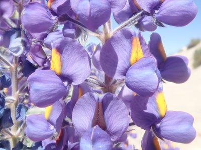 Lupinus oreophilus, photographed by Nolan Exe
