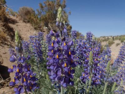 Lupinus oreophilus, photographed by Nolan Exe