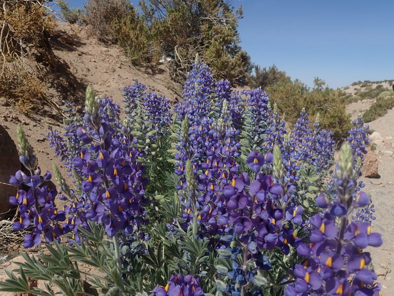 Lupinus oreophilus, photographed by Nolan Exe