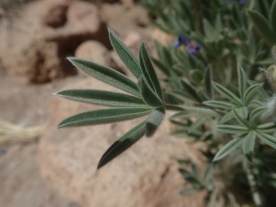 Lupinus oreophilus, photographed by Nolan Exe