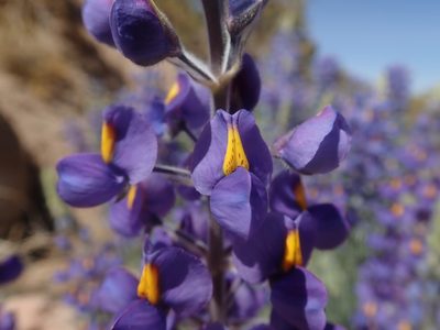 Lupinus oreophilus, photographed by Nolan Exe