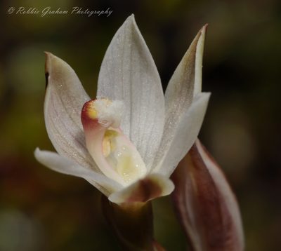 Thelymitra purpureofusca, photographed by Robbie Graham