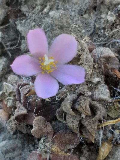 Anacampseros trigona, photographed by kevin koen