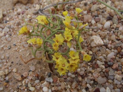 Limonium aureum, photographed by Yves Bas