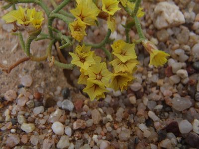 Limonium aureum, photographed by Yves Bas