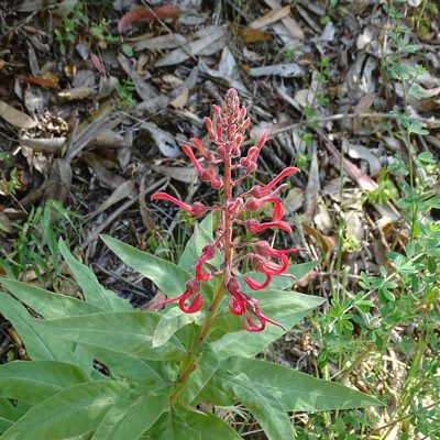 Lobelia tupa, photographed by Cristian Riquelme