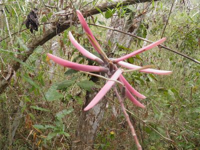 Erythrina lanata, photographed by Leonardo O. Alvarado Cárdenas