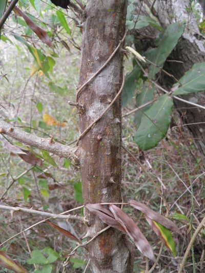 Erythrina lanata, photographed by Leonardo O. Alvarado Cárdenas