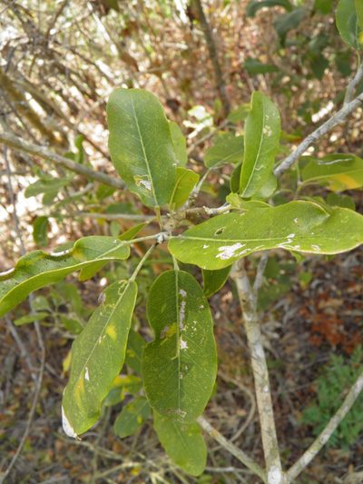Esenbeckia nesiotica, photographed by Leonardo O. Alvarado Cárdenas